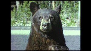 Bear in a single frame of super 8 film